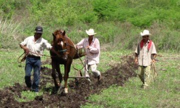 field in Mexico