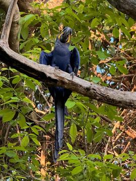 macaw