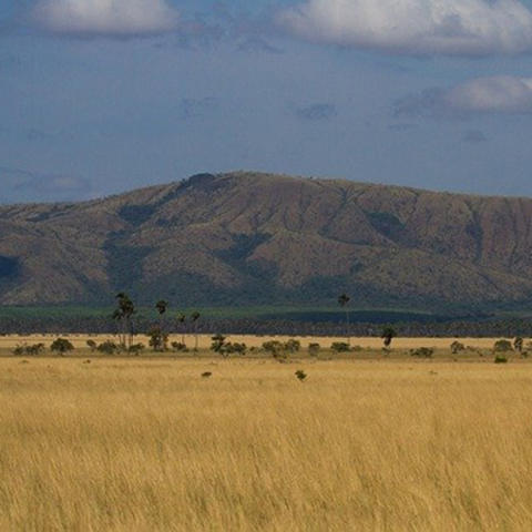 Brazilian savannah