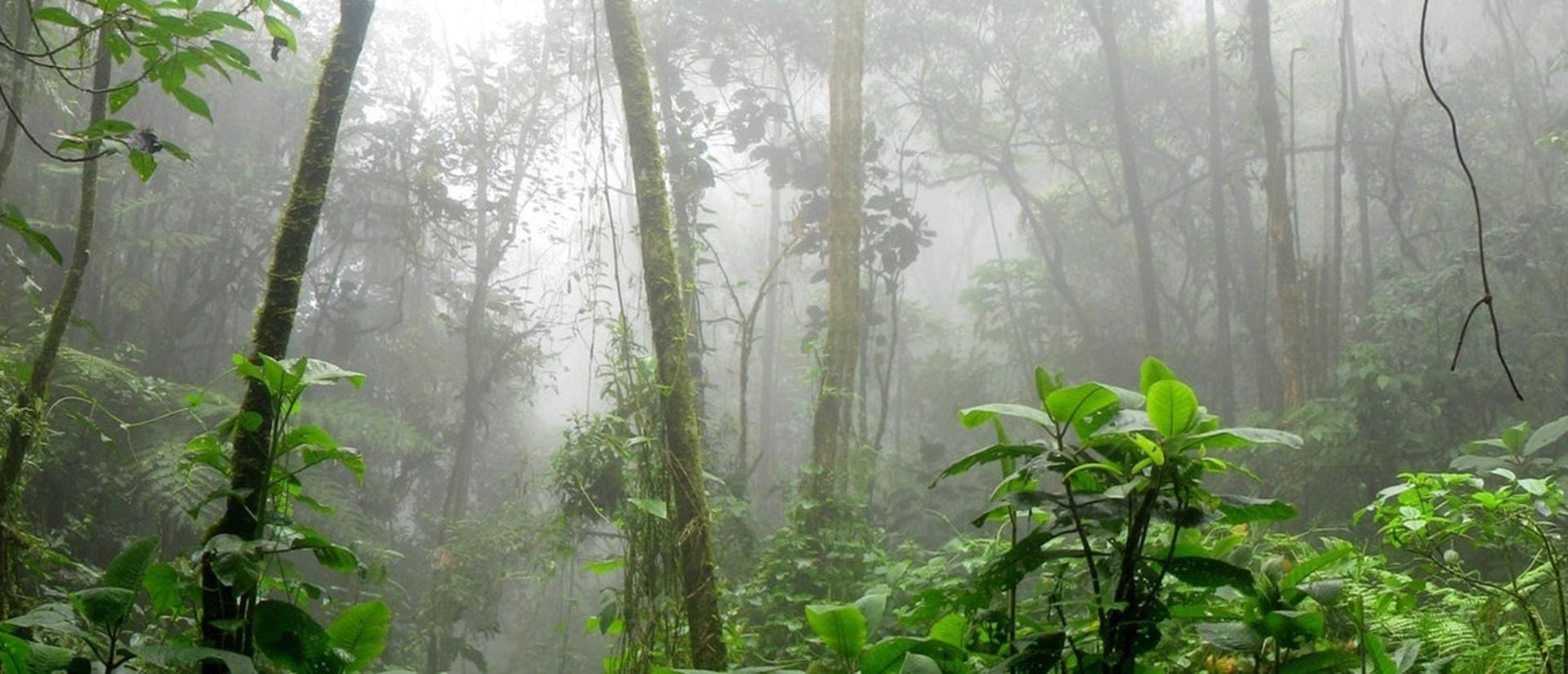 Amazon Forest in Colombia