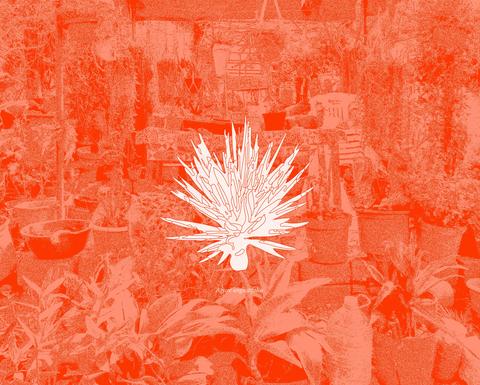 Oases of Mezcal